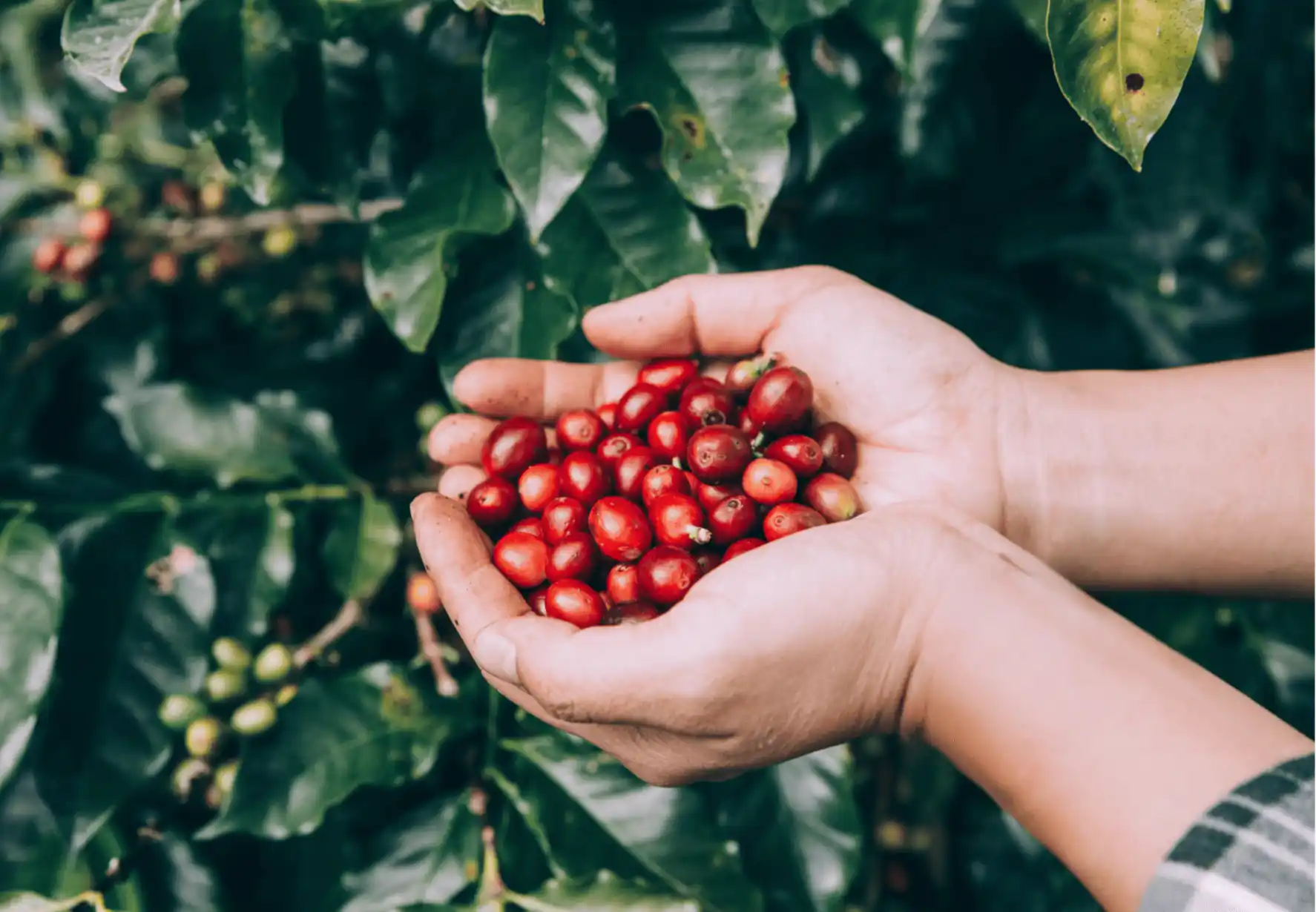 Essentzia coffee cover image