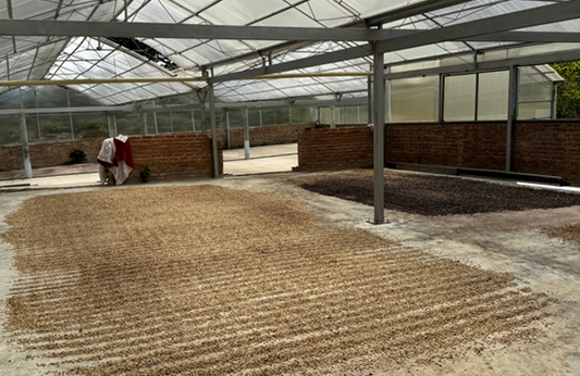COLOMBIA FINCA BUENOS AIRES NATURALE - SPECIALTY COFFEE