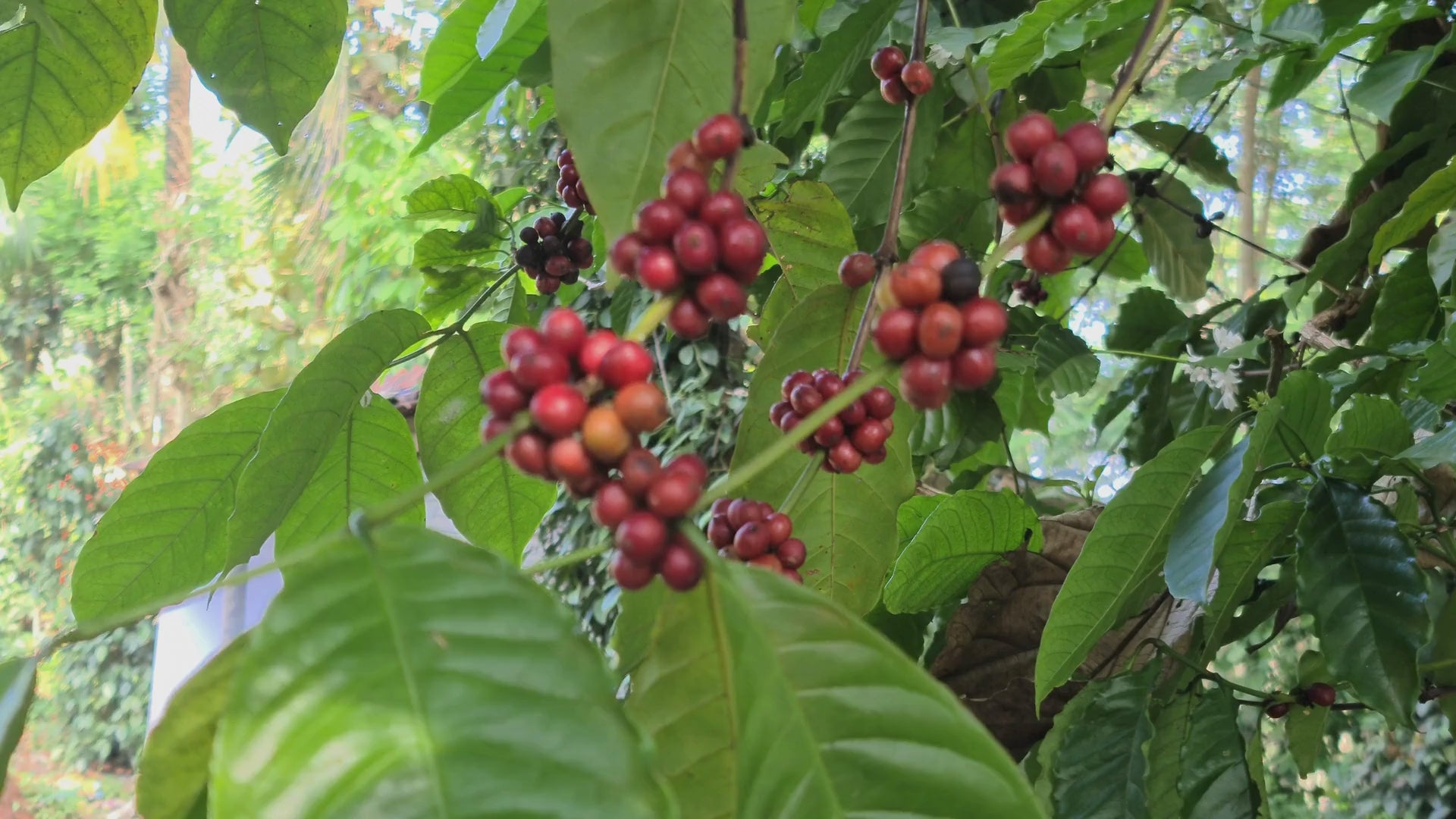 Load video: Video on the Essentzia Coffee Project coffee supply chain